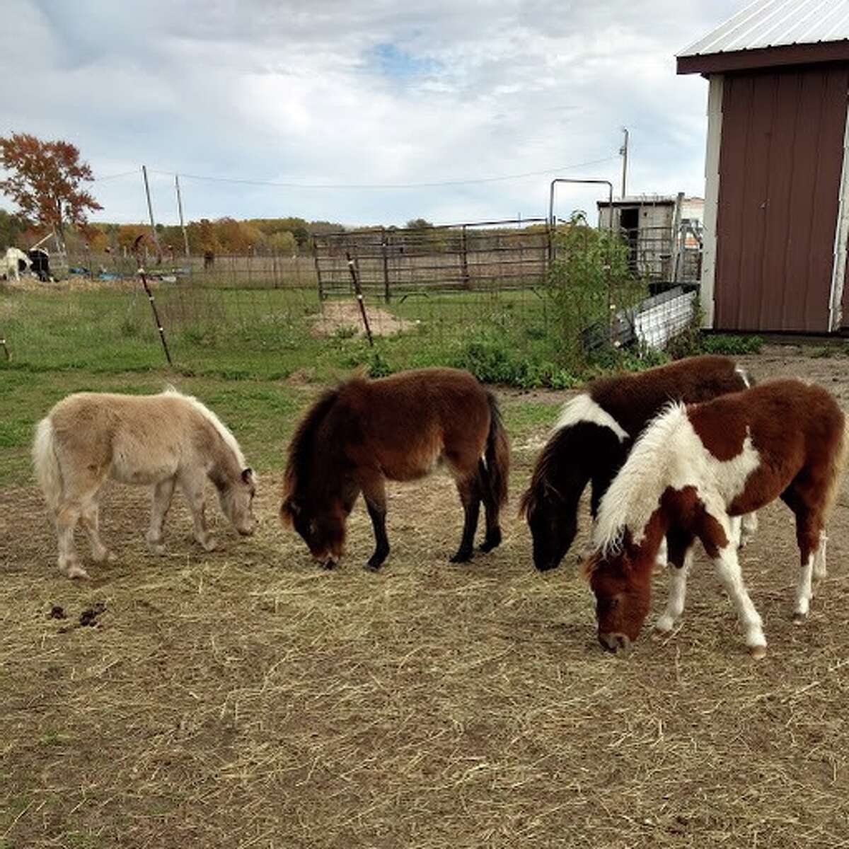 Premier Farms is a pony farm that has been operating in Hersey village for almost the last 30 years.