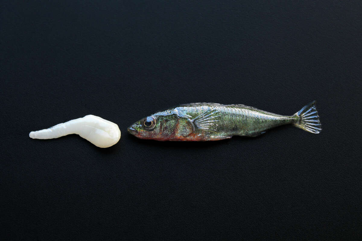 A stickleback fish pictured next to a freshwater tapeworm in the lab. The tapeworm infects the fish so that it can get into its preferred host, birds. 