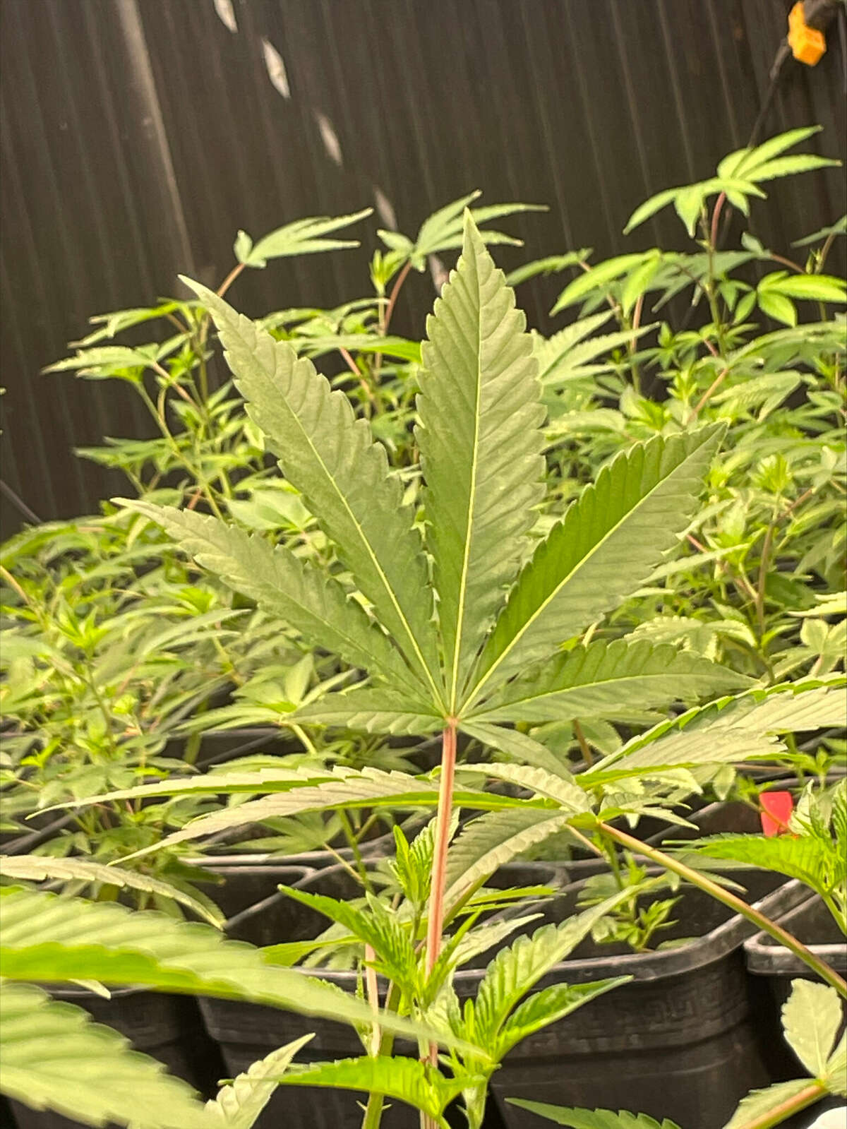A hemp plant at Brant Smith's Cheshire hemp farm.