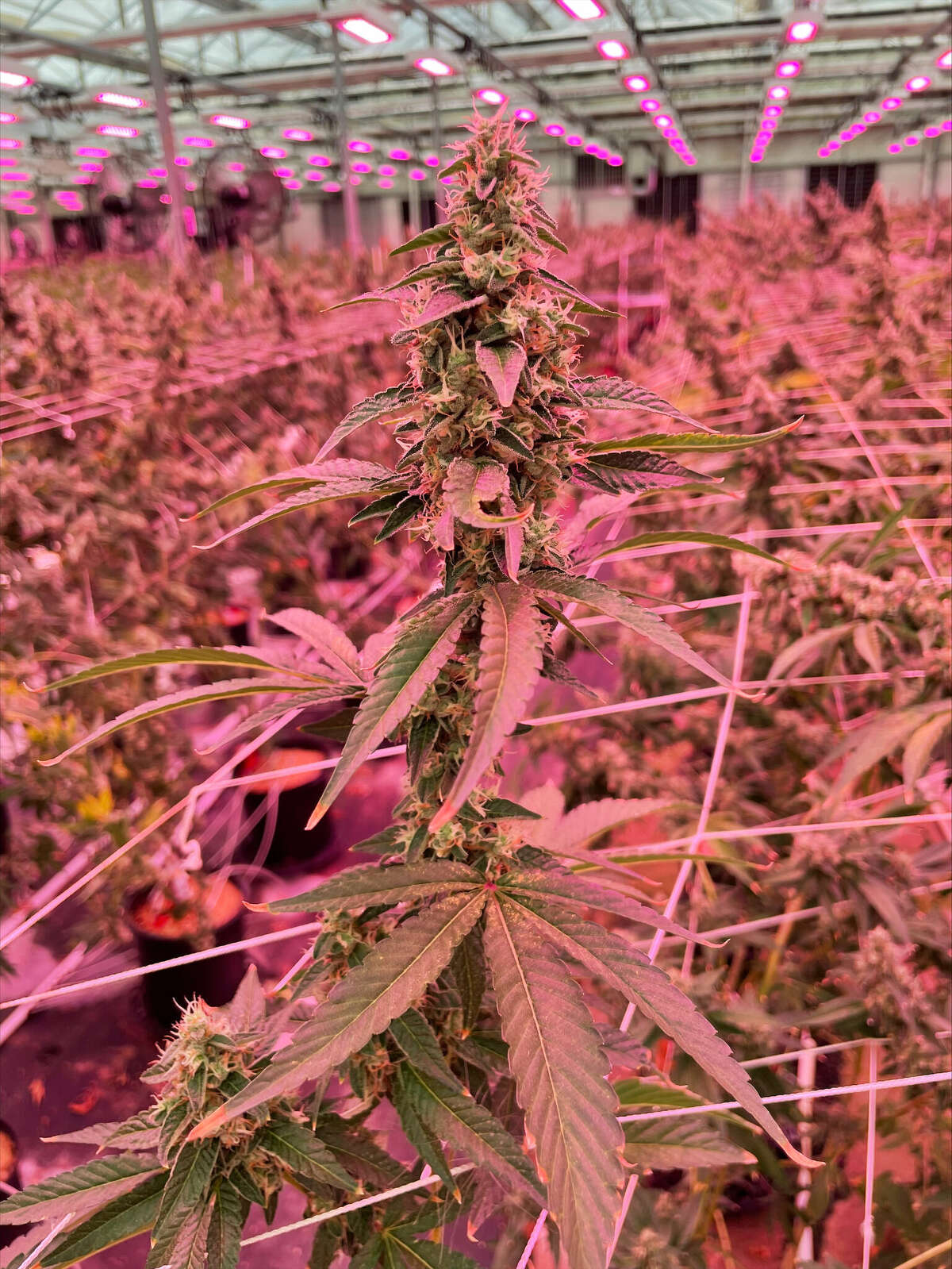 A hemp plant at Brant Smith's Cheshire hemp farm.