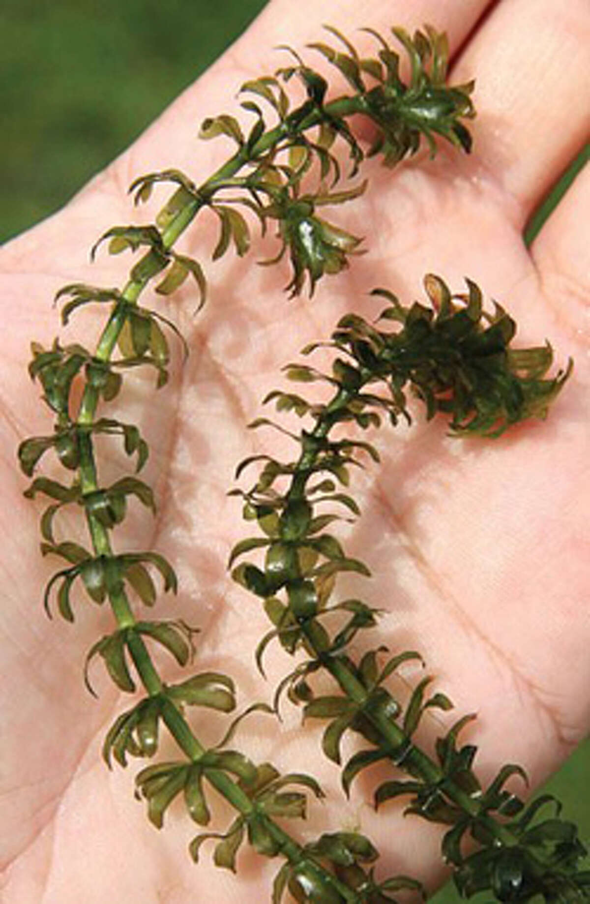Hydrilla, an invasive found in 12 New York counties and now in Lake Sebago in Harriman State Park, has whorls of four-to-eight blade-like leaves. 