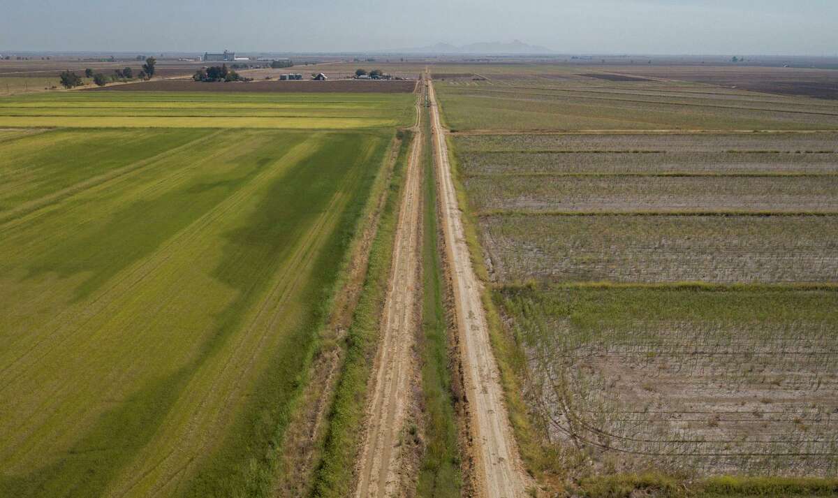 在科卢萨，一条道路将农民Kurt Richter种植水稻的田地分开。由于干旱和灌溉区水分配的影响，Richter只能在1300英亩的土地上种植水稻，而通常在生长季节他会种植5000英亩。