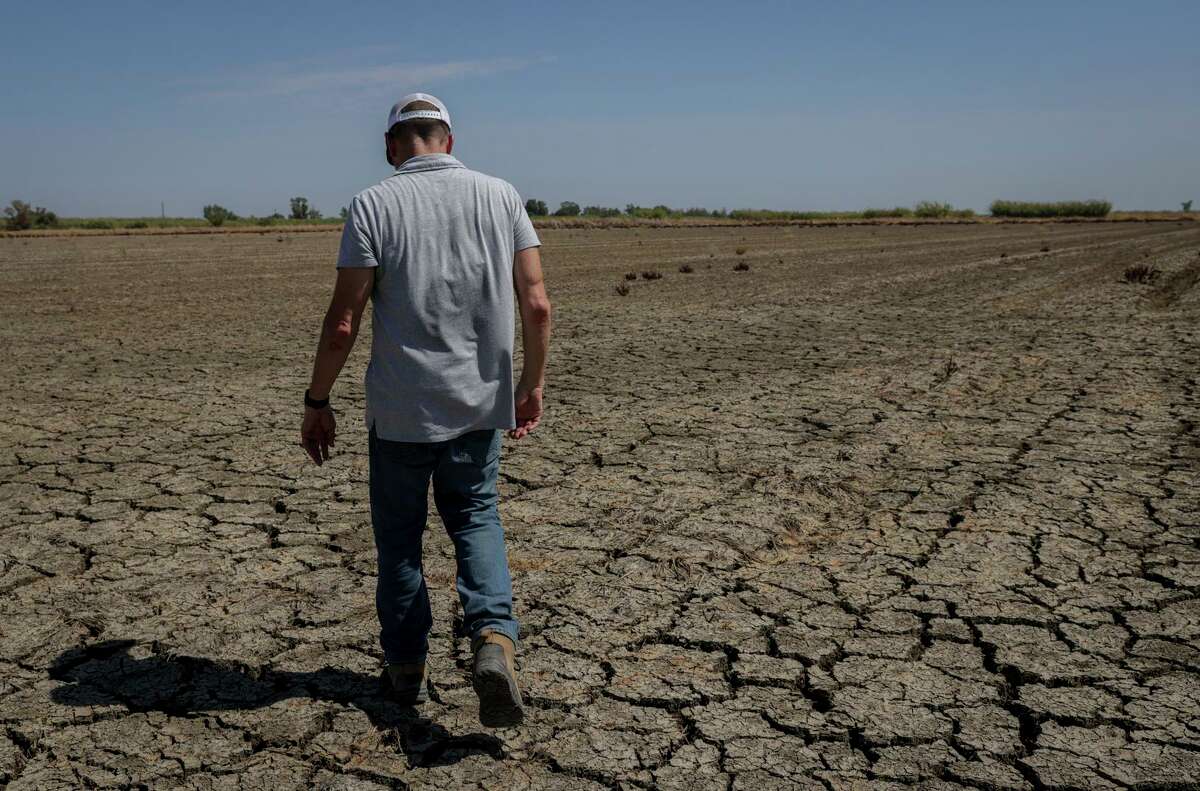 在科卢萨，稻农Kurt Richter走在用于生产水稻的开裂土壤上。虽然在一些土地上，在收获前土壤开裂并不罕见，但这些土地通常会在裂缝变大之前进行处理。但由于里克特无法在该地区取水，他和许多像他一样的农民被迫放弃了这一年的土地。