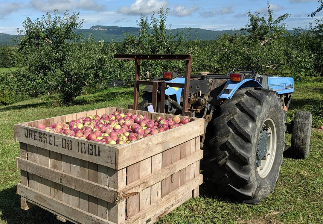 A day in the life of a generational apple farmer - Vimarsana News