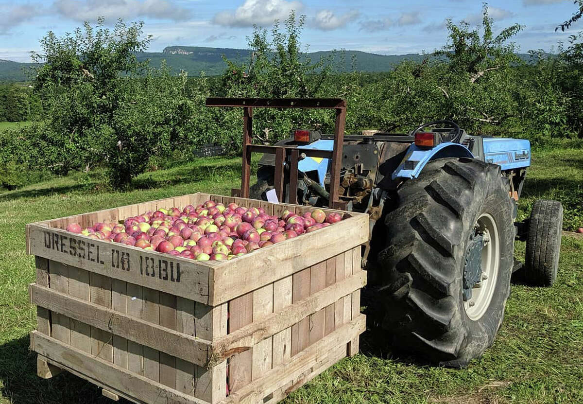 Dressel Farms harvests 100 to 200 bins of apples daily in season, with each bin weight 800 pounds. But drought this year has made the harvest smaller.