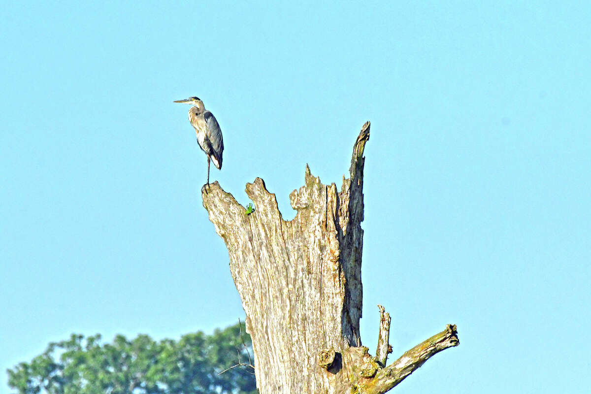 A blue heron surveys its surroundings from the top of a dead tree.