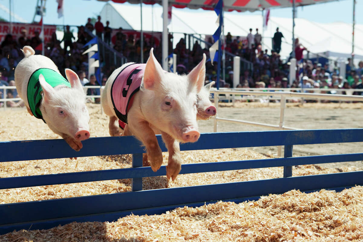 Pig race at the fair.