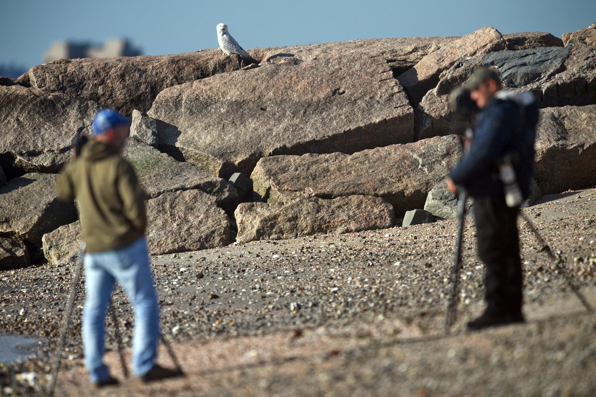 Stratford Bird Festival to return after 10-year absence - Vimarsana News