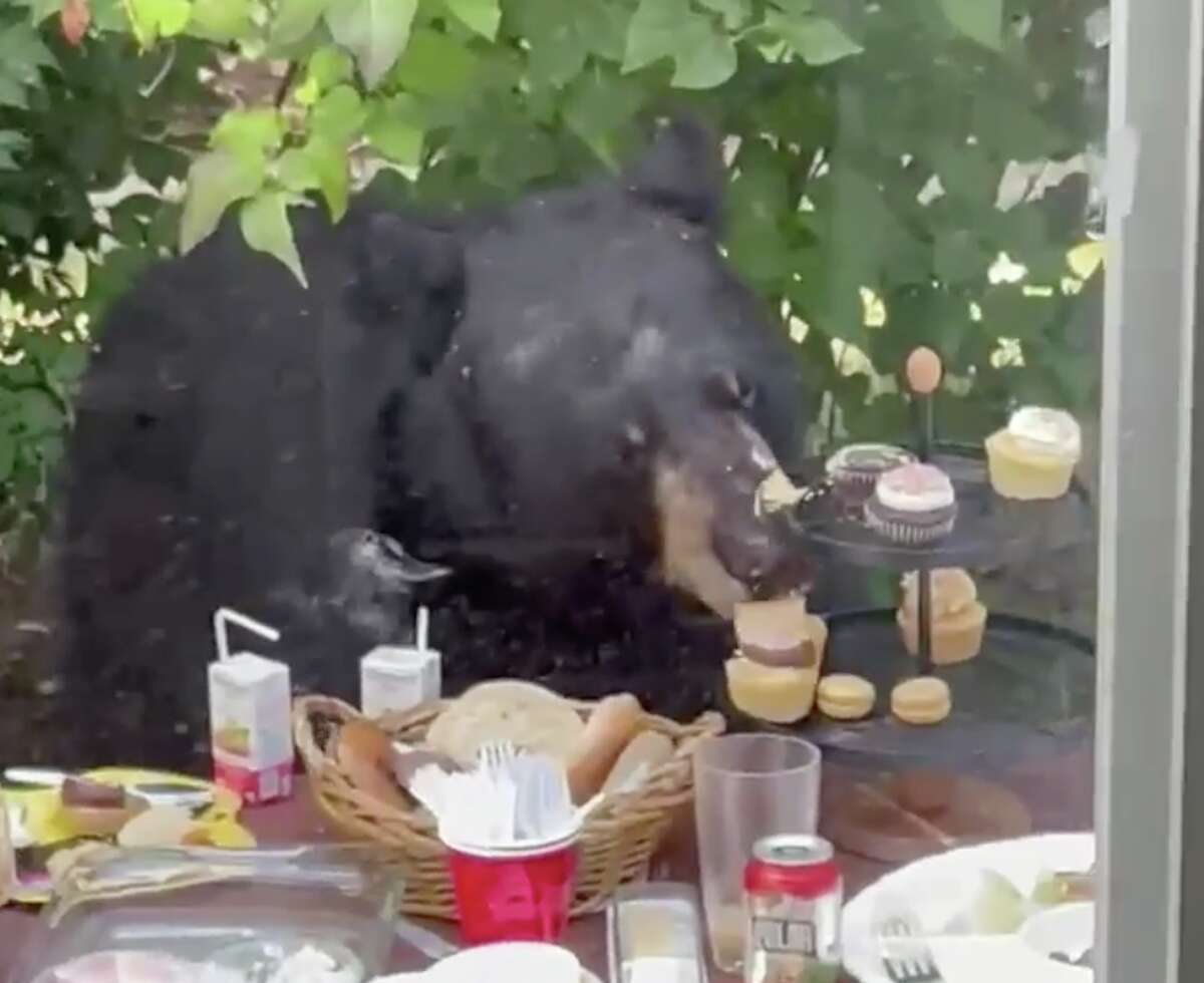 Bear spotted eating cupcakes at a birthday party in West Hartford Sunday, Sept. 4.
