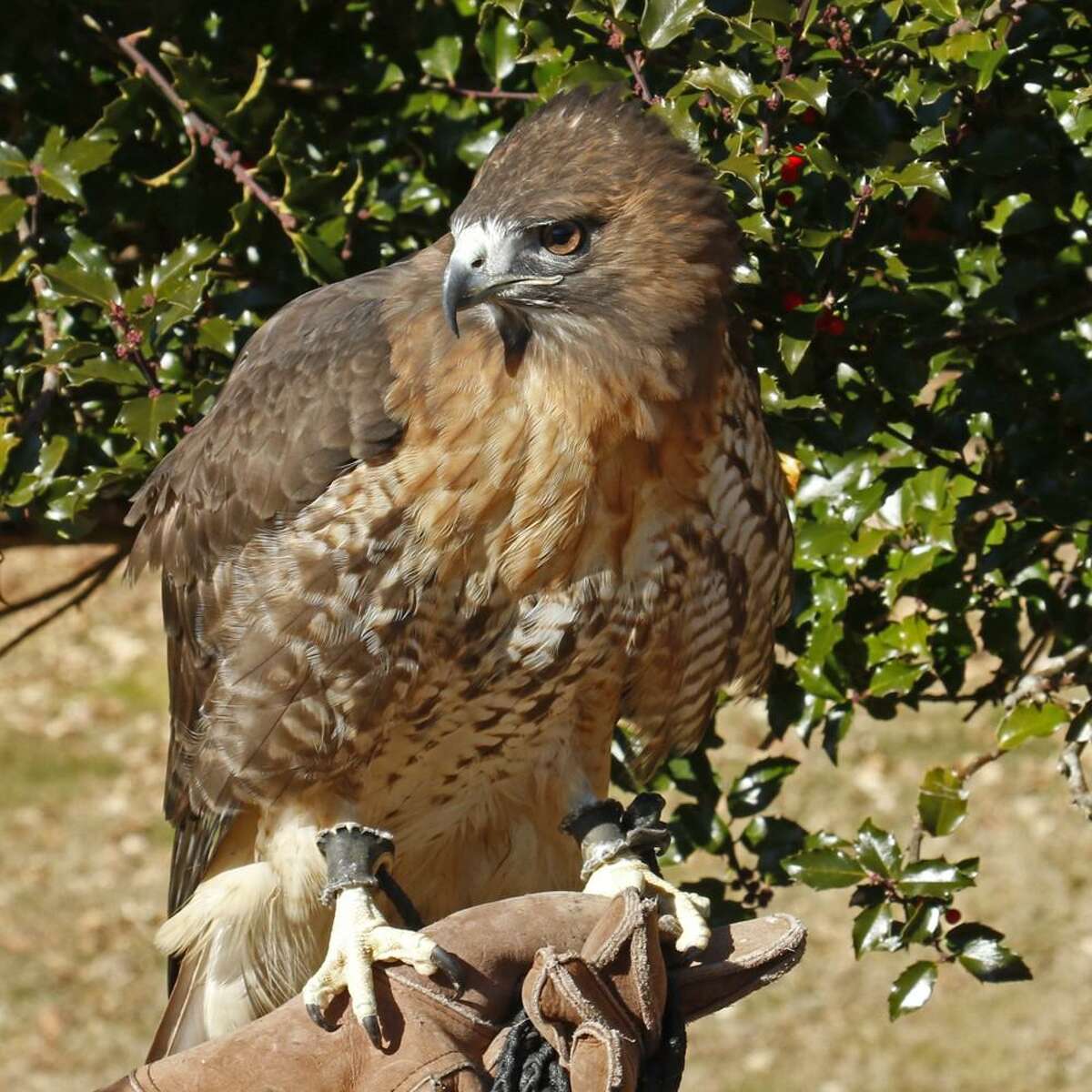 Chance, a dark morphed red tailed hawk