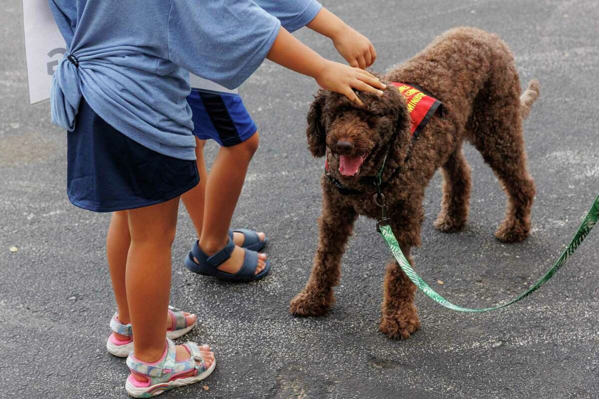 Pet kids Zoe, un chien de thérapie canine du Christ, alors qu'elle parcourt une course locale de 5 kilomètres à San Antonio samedi.  L'organisation a fourni des chiens de thérapie aux enfants d'Ovaldi tout l'été.