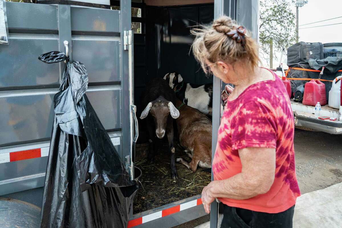 2022年9月10日，加利福尼亚州花园谷的Lynnette Rollins-Brown带着她心爱的山羊和16岁的孙女在Cool镇附近撤离。加州的蚊子大火在普莱瑟县的福雷斯希尔镇附近燃烧，已经蔓延到33754英亩。