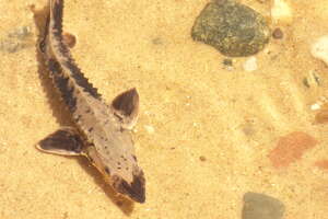 Photos: Young lake sturgeon released in Manistee River