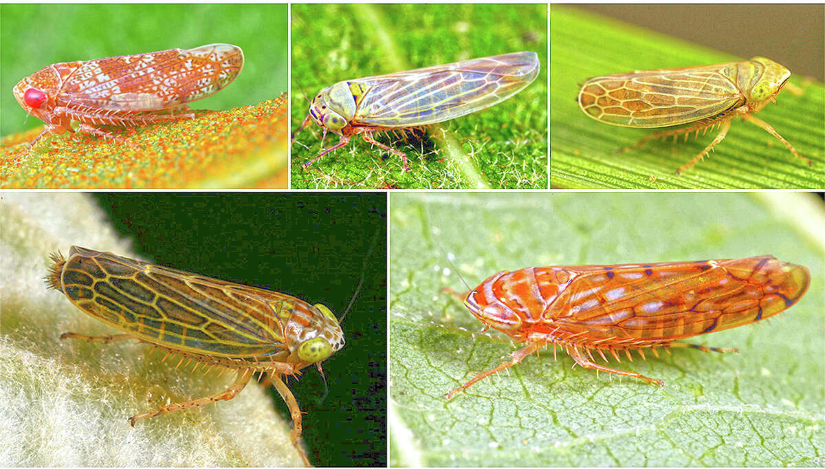 Leafhoppers that are known – or are likely – to transmit phytoplasmas to plants include species of the genera Hishimonoides (clockwise from top left), Macrosteles, Amplicephalus, Osbornellus and Amplicephalus. The leafhopper on the lower right, Osbornellus auronitens, was found for the first time to harbor a phytoplasma strain.