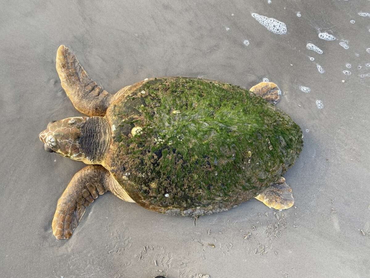 A stranded loggerhead sea turtle is photographed by a U.S. Fish and Wildlife Services official. 