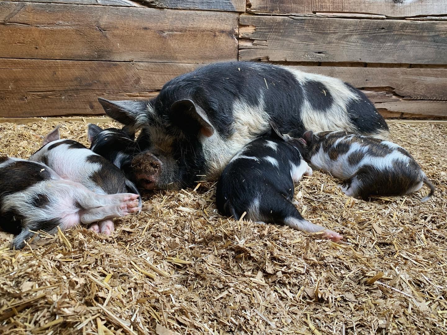 red-antler-farm-brings-native-new-zealand-pigs-to-reed-city