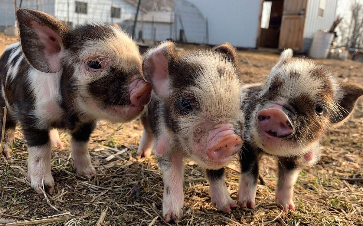 Red Antler Farm raises kunekune, a special species of pig from New Zealand that is smaller and more playful than typical pigs.