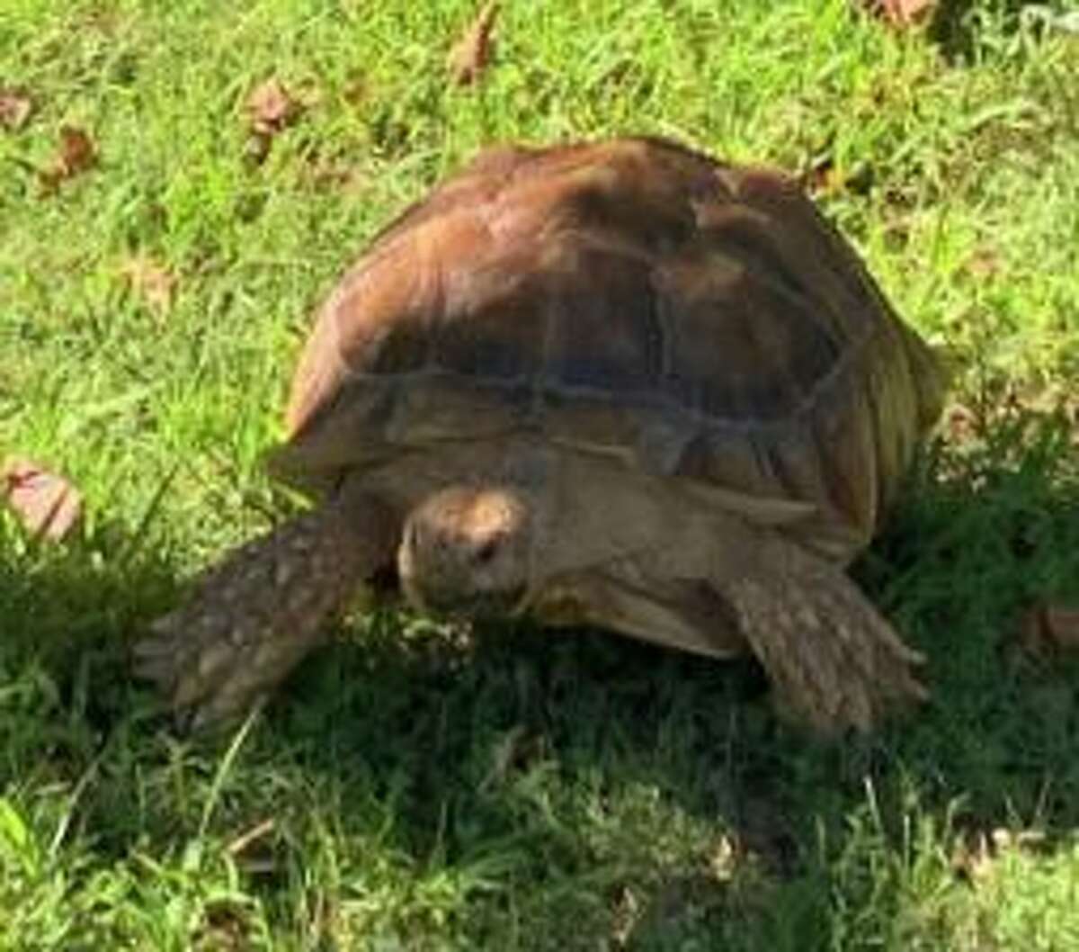 Meet Mongo: Sulcata tortoise common sight in Collinsville