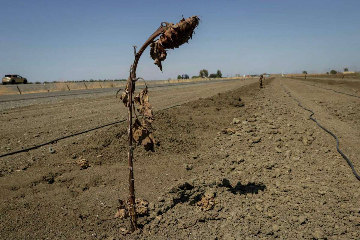 Dried sunflowers can be seen in a field near in Cottonwood Slough, Calif., on Wednesday, Sept. 7, 2022. 