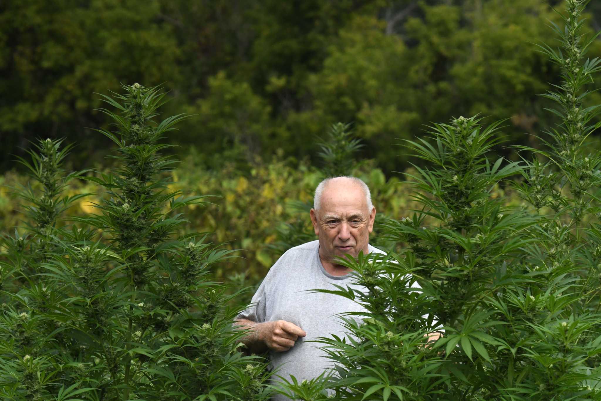 In New York, cannabis farmers close out a risky first season - Vimarsana News
