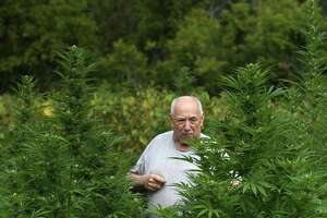 Risky business: Cannabis farms seeing first crops, losses