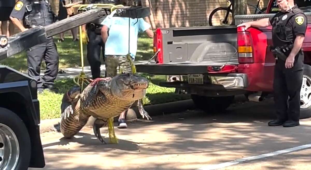 An alligator was caught in a Katy neighborhood on Monday morning. It was loaded into the back of a pickup truck and transported to Gator Country in Beaumont. 