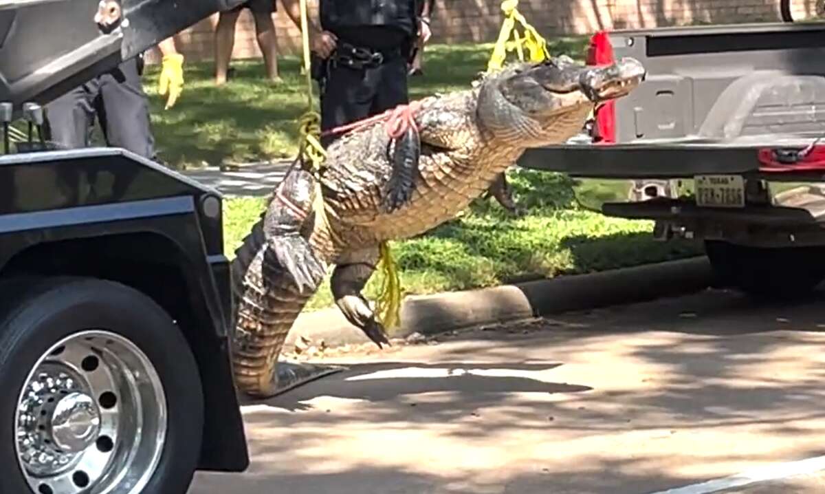 An alligator was caught in a Katy neighborhood on Monday morning. It was loaded into the back of a pickup truck and transported a sanctuary.