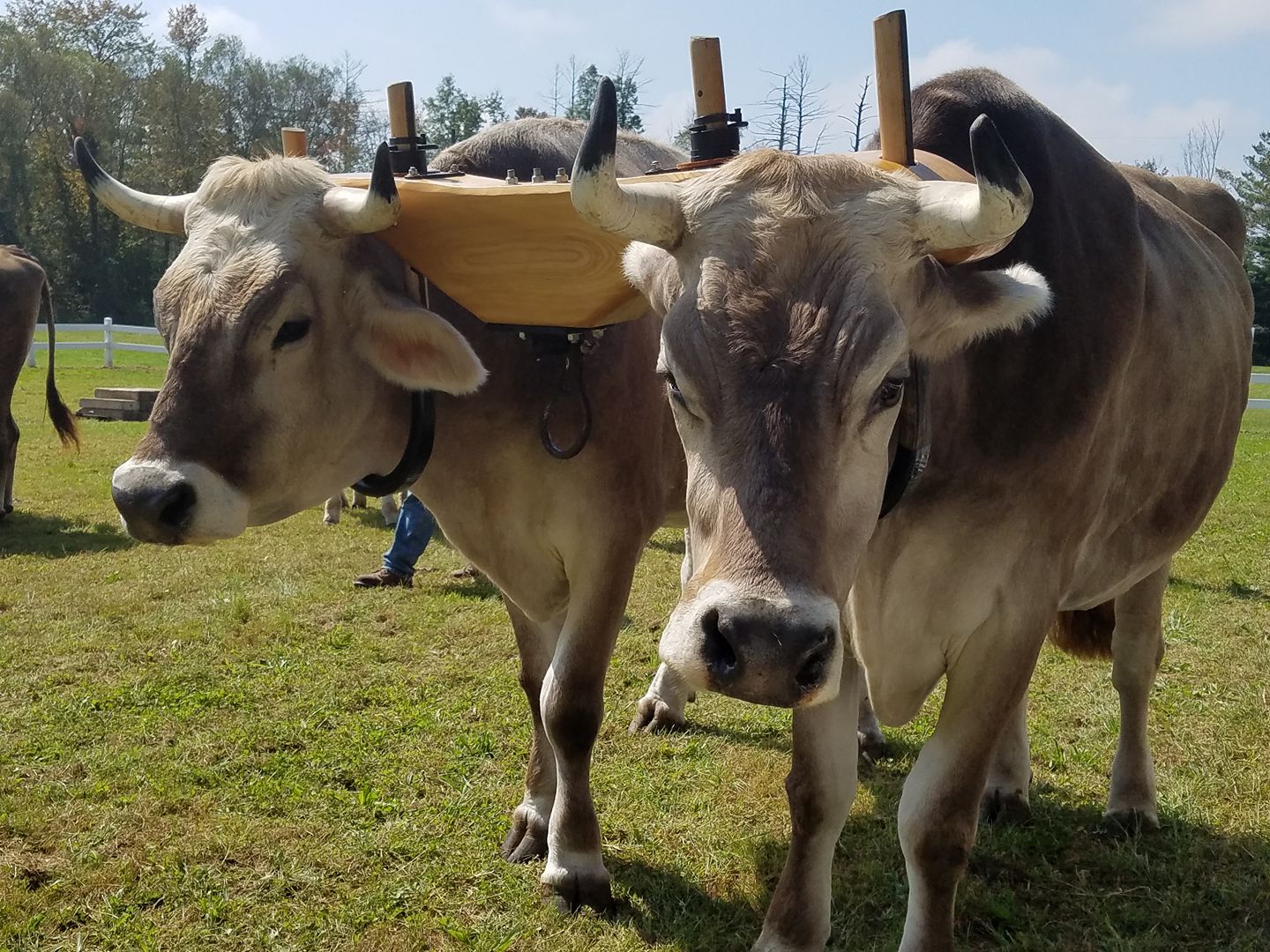 Connecticut’s Four Town Fair returns to Somers this week