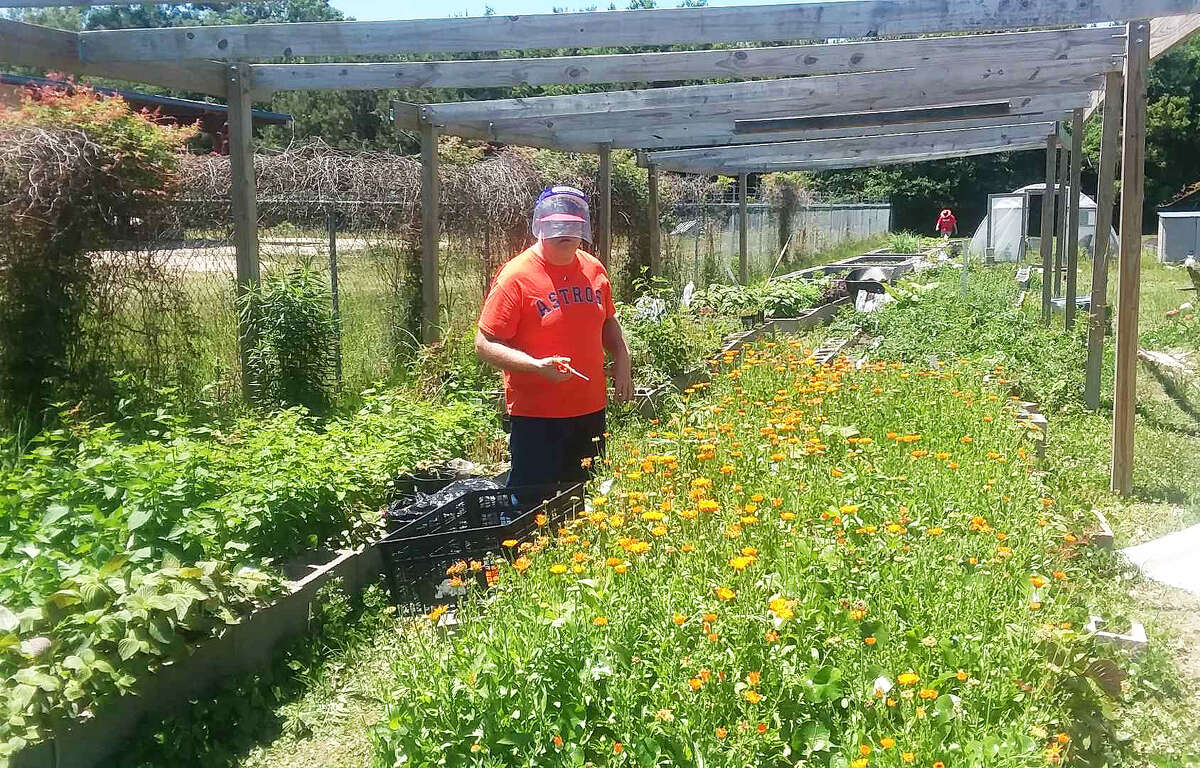 Ronnie is out in the greenhouse harvesting calendula flowers. The flower is infused for its oil properties in one of the many lotions created on the campus. 