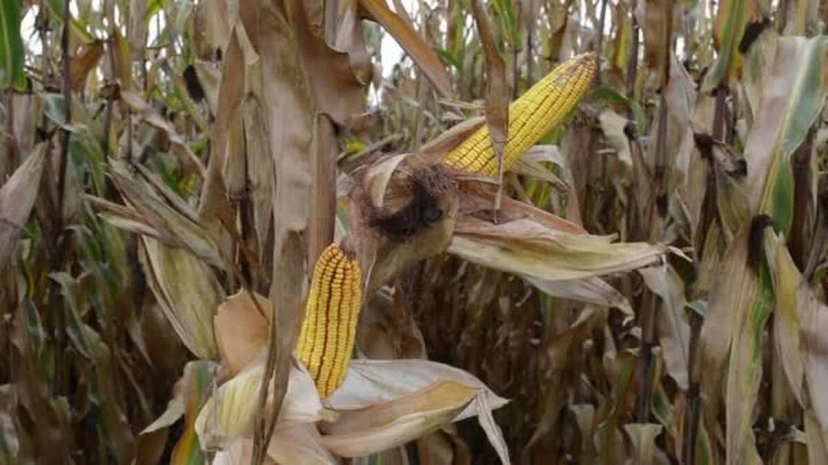 Corn Harvest Begins In Illinois