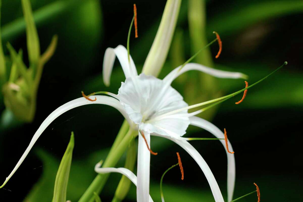 In a world with so many colors, find peace in planting a white garden