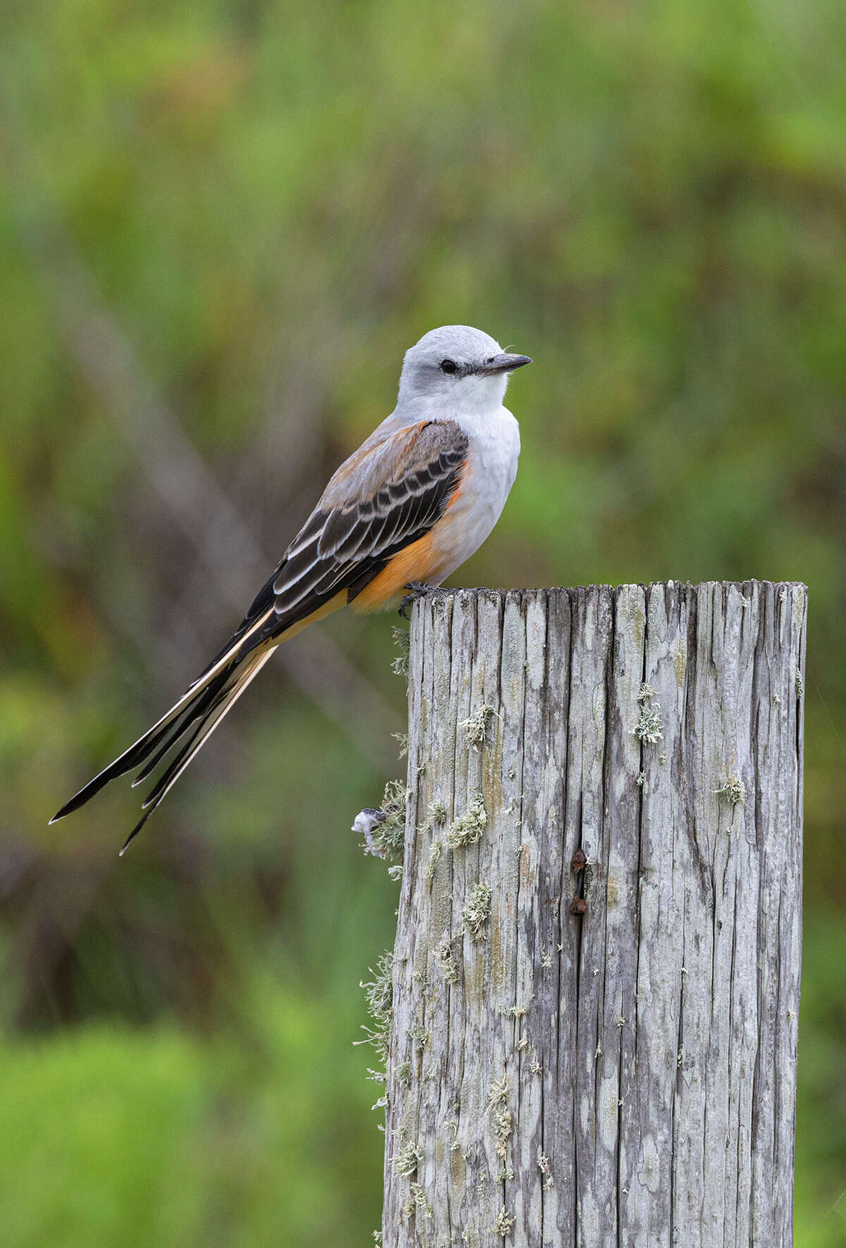 Scissor-tailed flycatcher stops in near Freeport on its way to Mexico