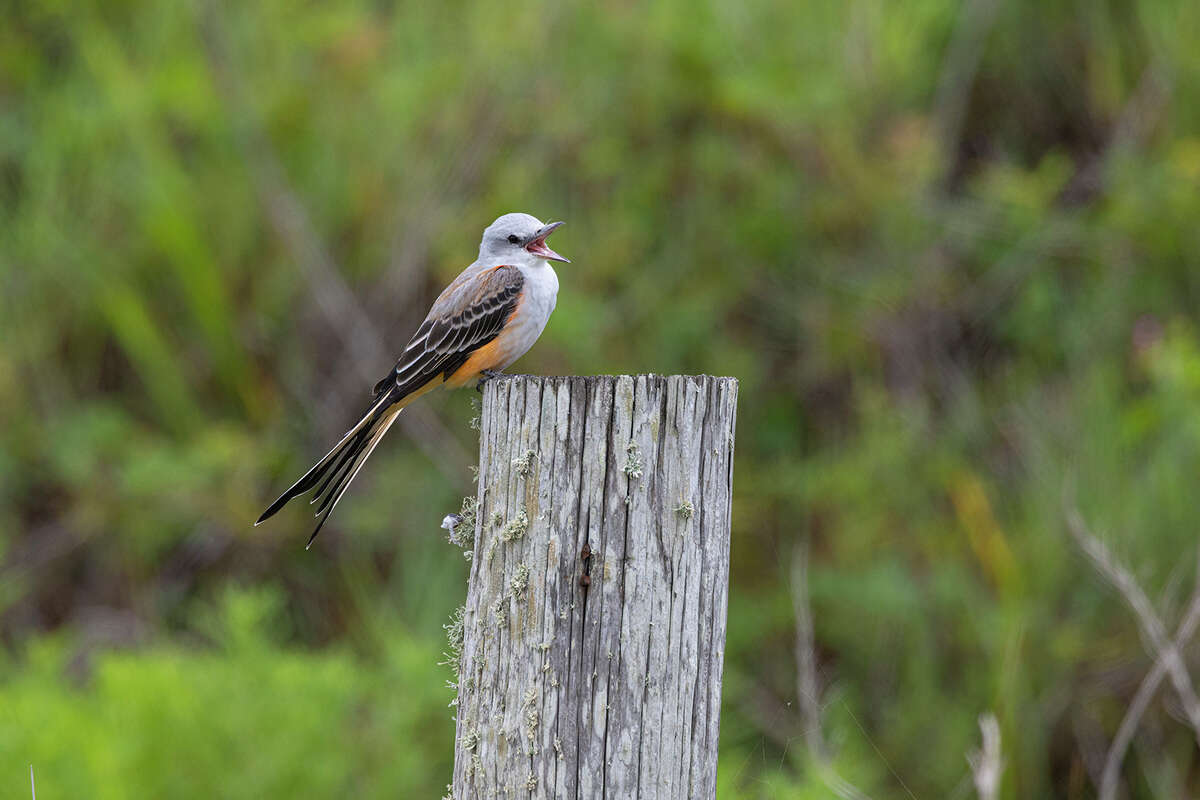 A scissor-tailed flycatcher swallows an insect while perched on a fence post. Scissor-tails are gathering in Texas on their way to wintering grounds in Latin America. 
