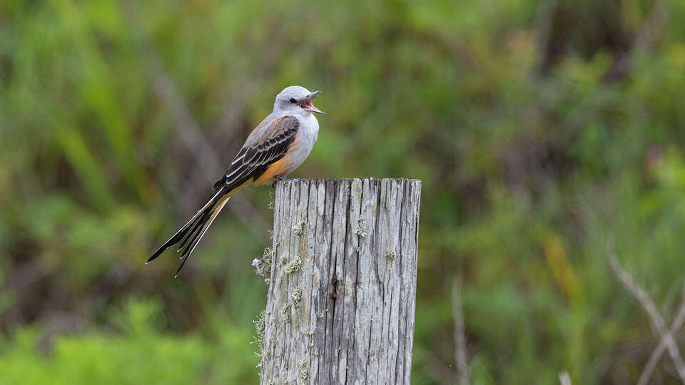 A scissor-tailed flycatcher swallows an insect while perched on a fence post. Scissor-tails are gathering in Texas on their way to wintering grounds in Latin America. Photo Credit: Kathy Adams Clark. Restricted use.