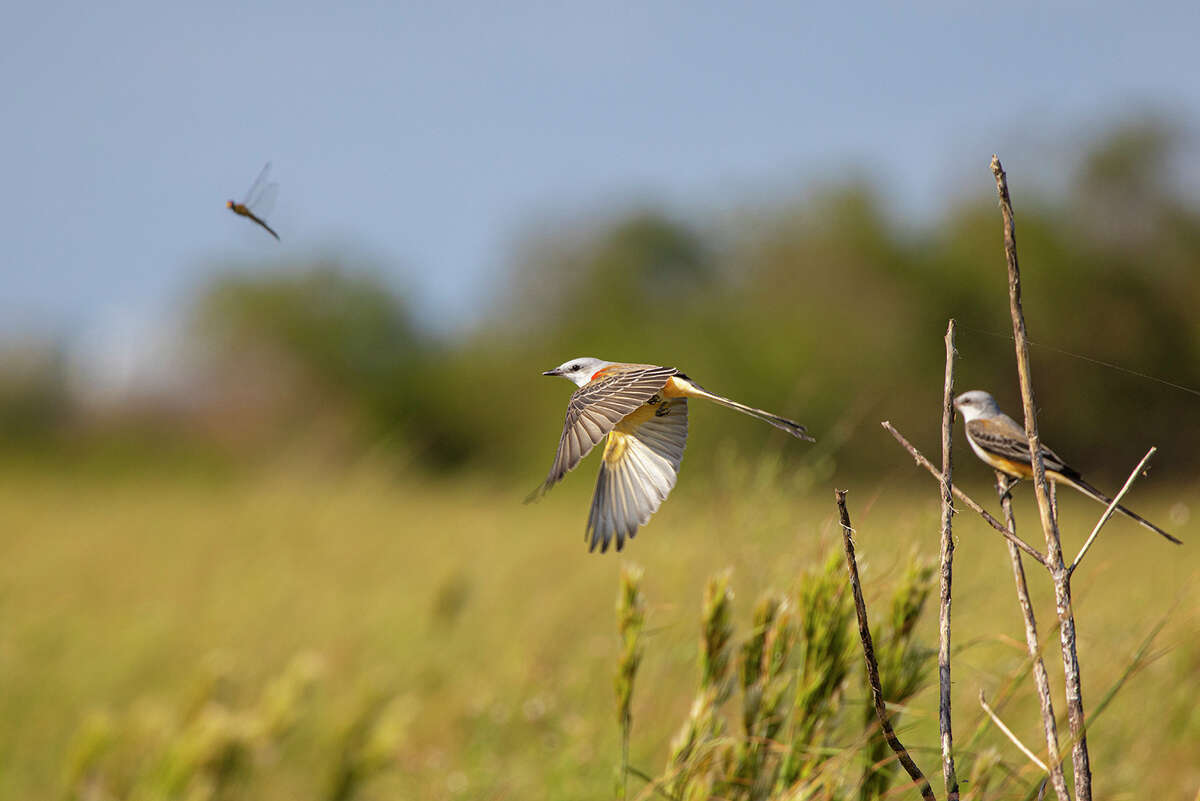 Scissor-tailed flycatchers feed on flying insects, beetles, crickets, and spiders. Scissor-tails are gathering in Texas on their way to wintering grounds in Latin America. 