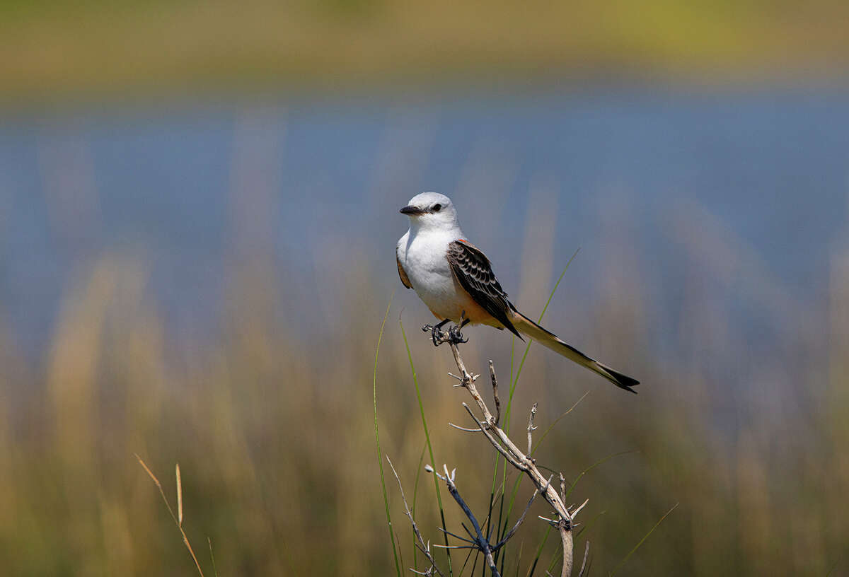 Scissor-tailed flycatchers have rosy pink on their sides and underwings. They have milky-white bodies with gray wings. 
