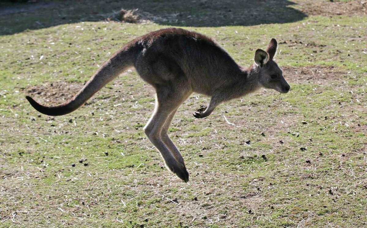 FILE - A grey kangaroo hops along a hill side in the Wombeyan Karst Conservation Reserve near Taralga, 120km (74 miles) south west of Sydney, Australia, Aug. 18, 2016. A 77-year-old man has died after a rare kangaroo attack in remote southwest Australia, police said on Tuesday, Sept. 13, 2022.