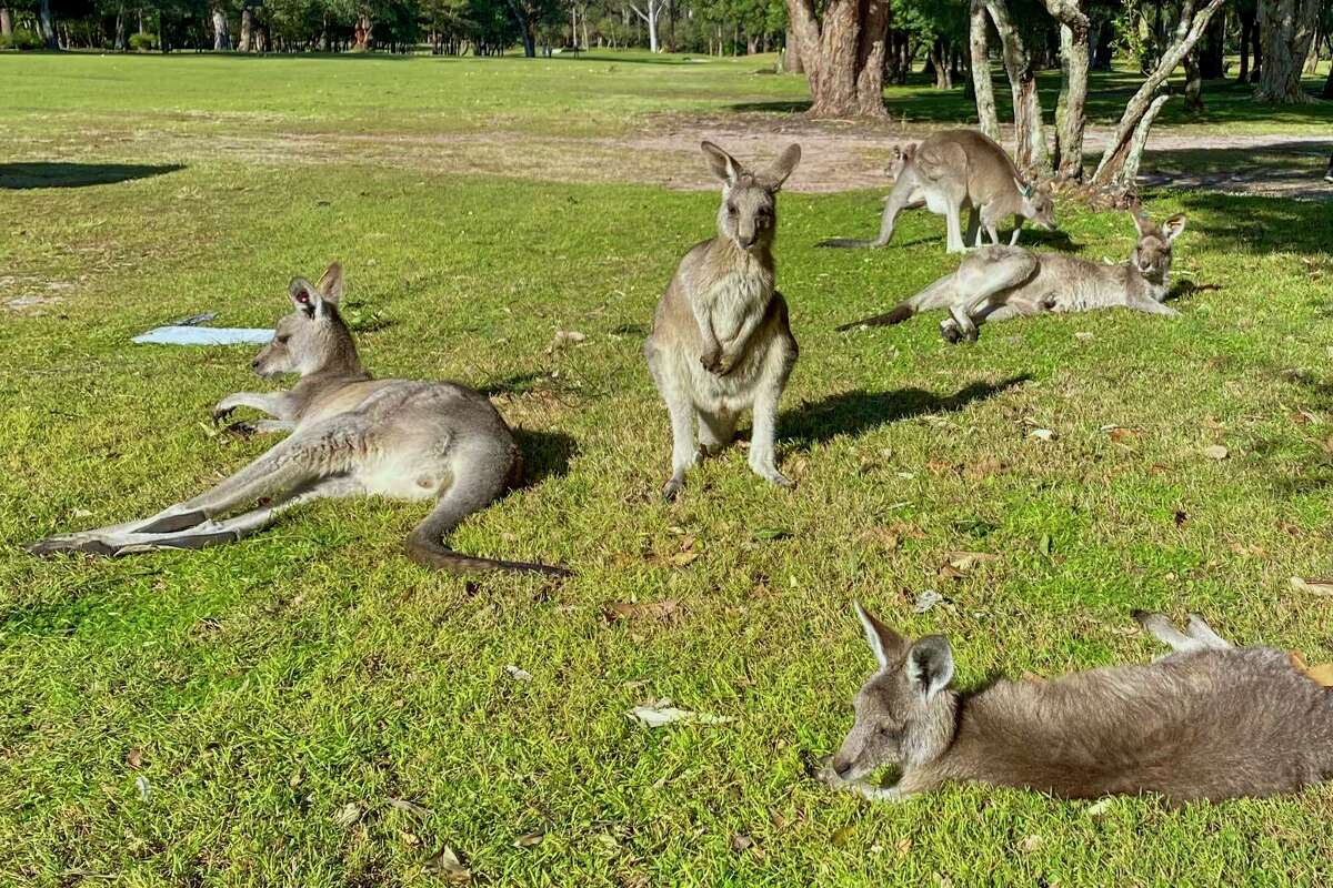 Kangaroos sit in the sunshine on the edge of a golf course in Nelson Bay, Australia, Sunday, June 13, 2022. A 77-year-old man has died after a rare fatal kangaroo attack in remote southwest Australia, police said on Tuesday, Sept. 13, 2022.