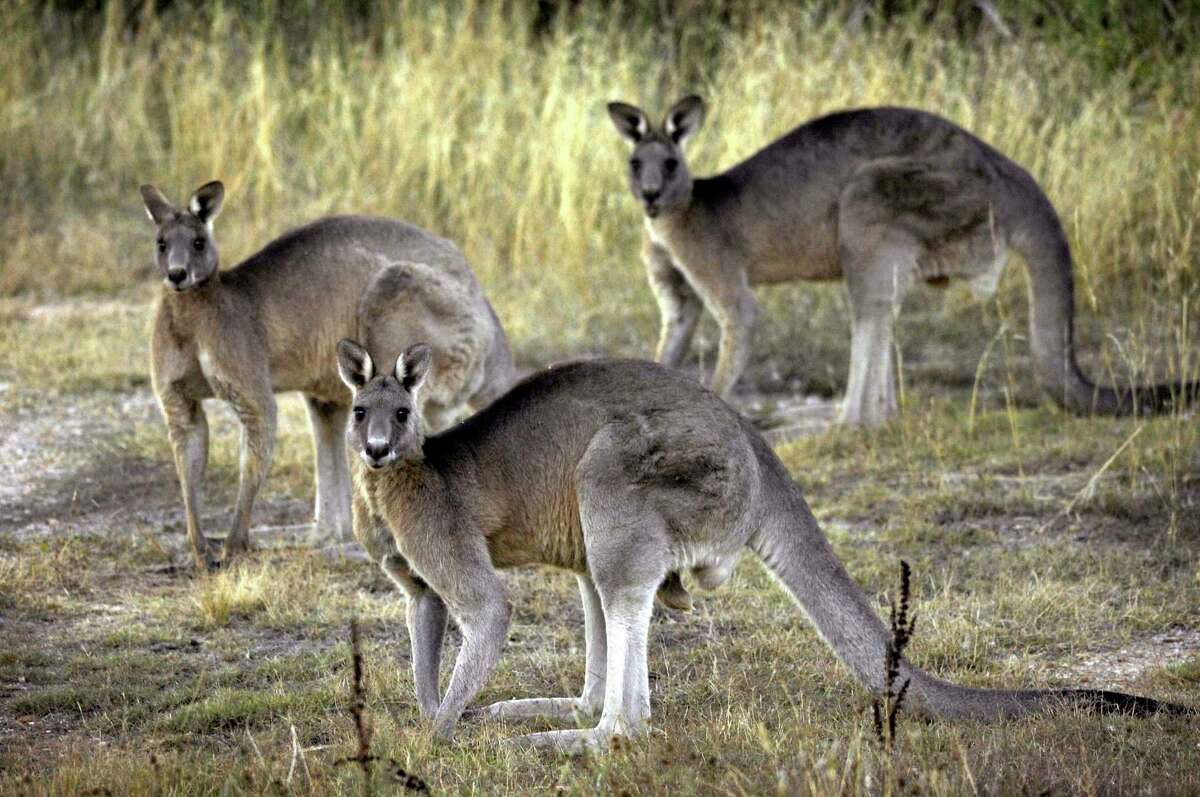 FILE - Grey kangaroos feed on grass near Canberra, Australia on March 15, 2008. A 77-year-old man has died after a rare fatal kangaroo attack in remote southwest Australia, police said on Tuesday, Sept. 13, 2022.