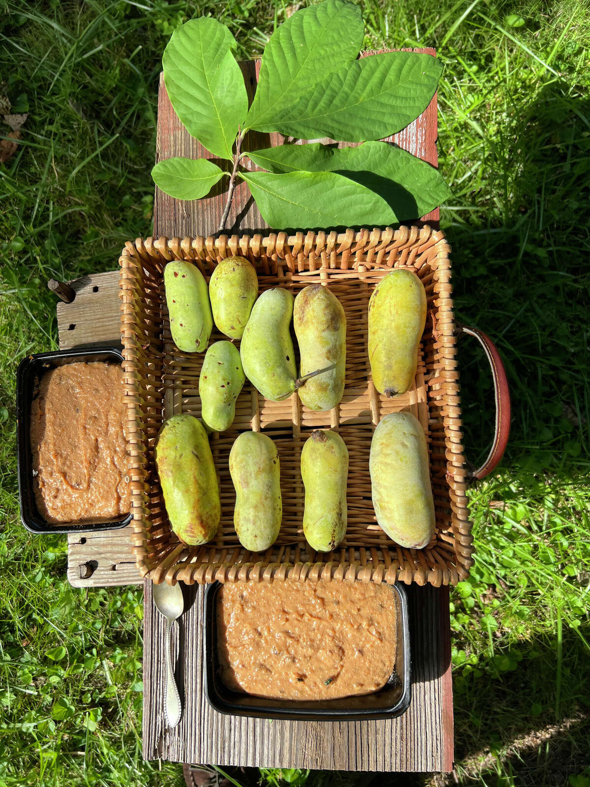 Gary Vondrasek, of Edwardsville, displays his own pawpaw pudding, from his own recipe, along with a display of pawpaw fruits harvested from his own backyard, in his own backyard. He accompanied the display with a leaf spread, which is important in identifying this tree species.