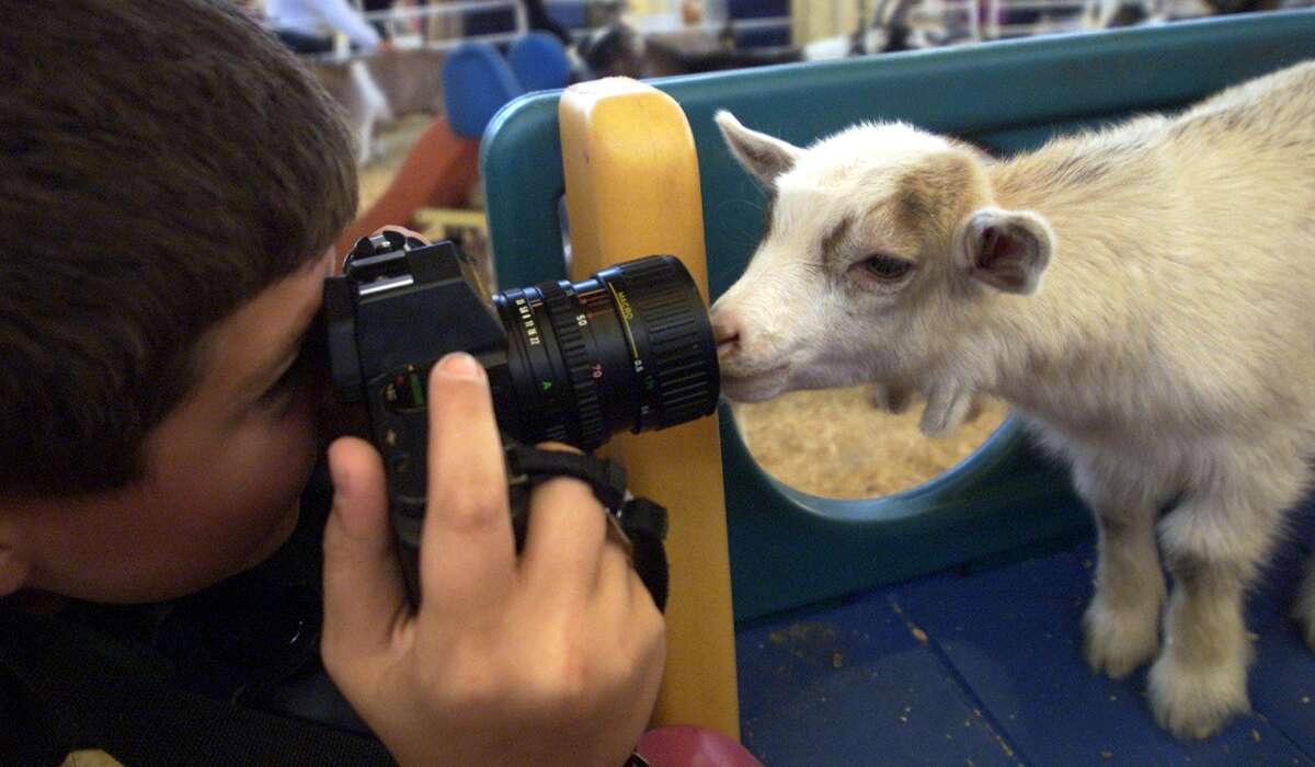 Twelve-year-old Michael Richardson of Richardson, Texas, ends up with an unexpectedly close view of a baby goat in the Barnyards area at the State Fair of Texas on Wednesday, Oct. 17, 2001, in Dallas. Michael was with his sixth-grade art class from St. Paul the Apostle school.