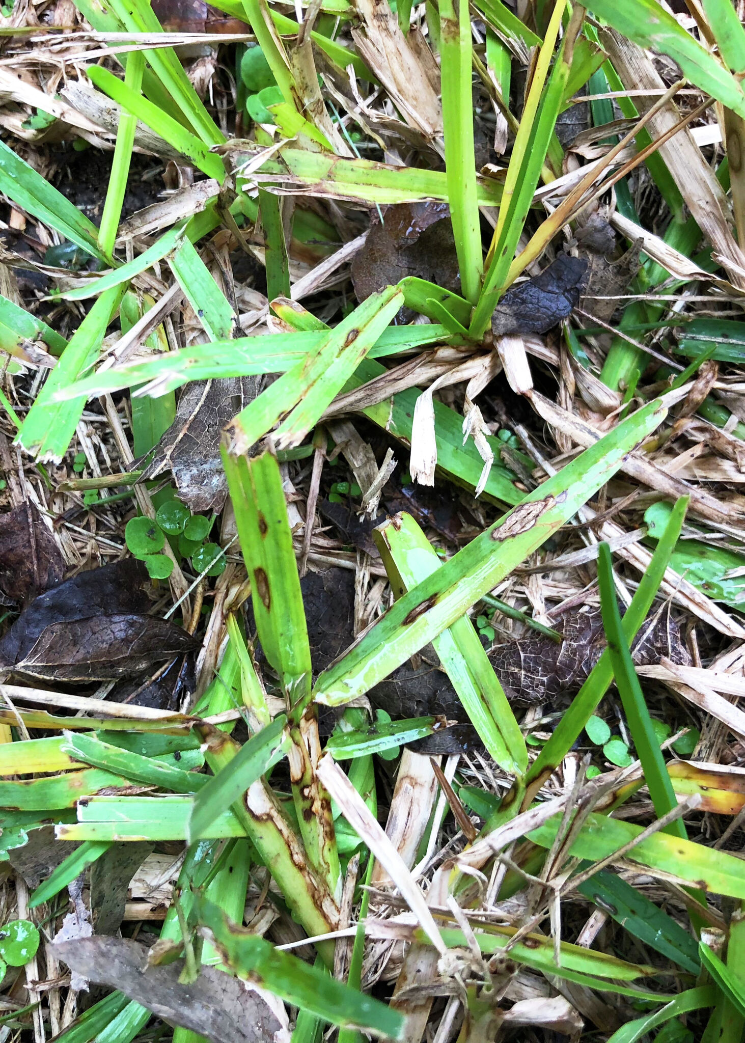 Wild Growth Out Of Control Blame Healthy Roots