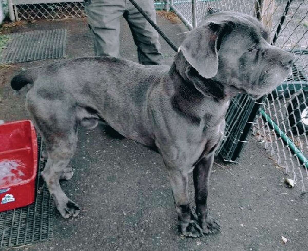 Moose, a cane corso, was one of two dogs that were reported to be severely underweight after staying at a boarding facility in Bethany. The former owner recently pleaded guilty to a charge of animal cruelty. The two dogs are currently up for adoption at the Woodbridge Municipal Animal Control shelter. 