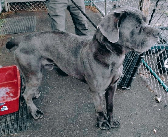 Bethany trainer pleads guilty after 'emaciated' dogs found