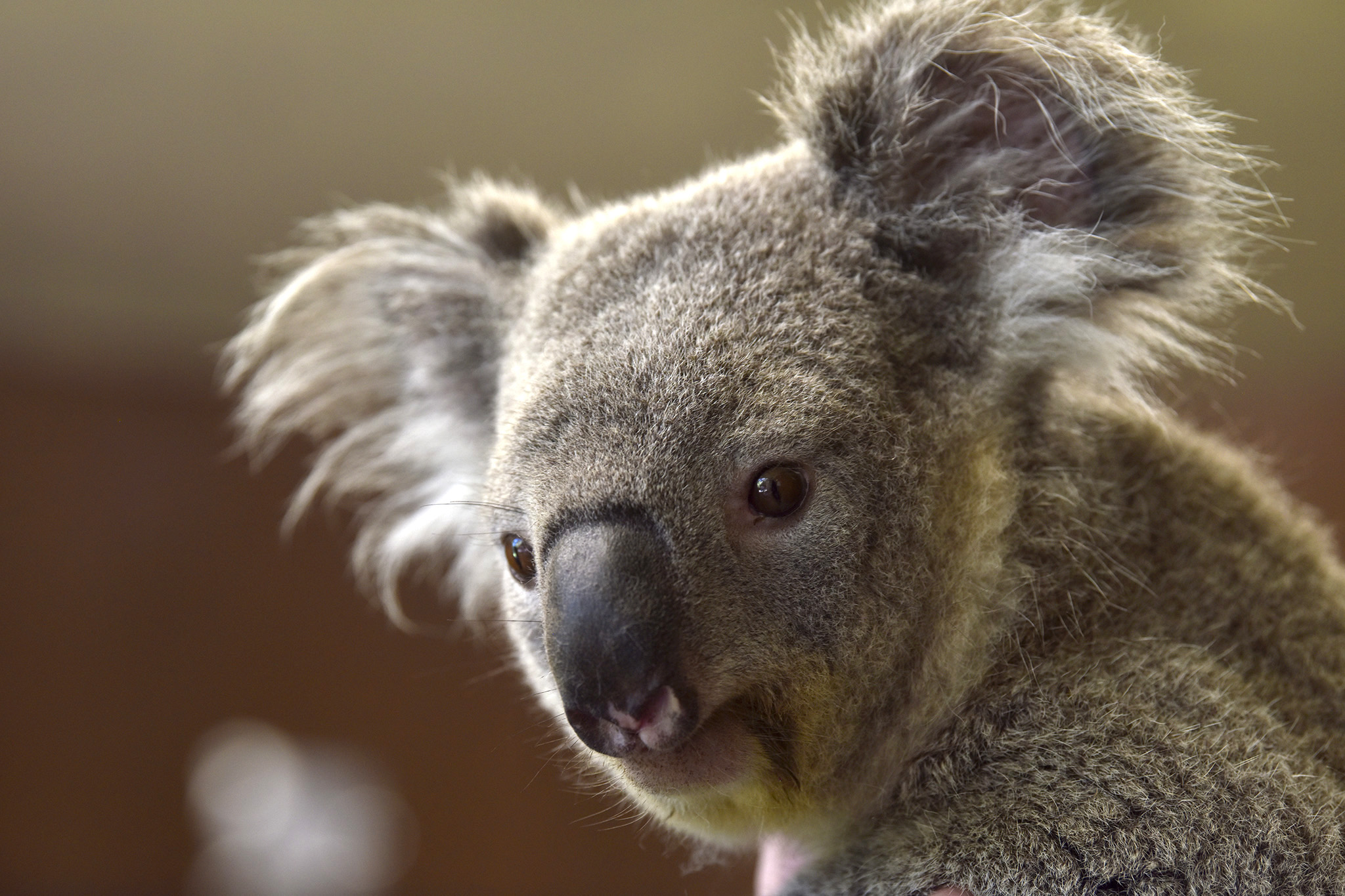 How San Francisco parks feed the koalas at the SF Zoo