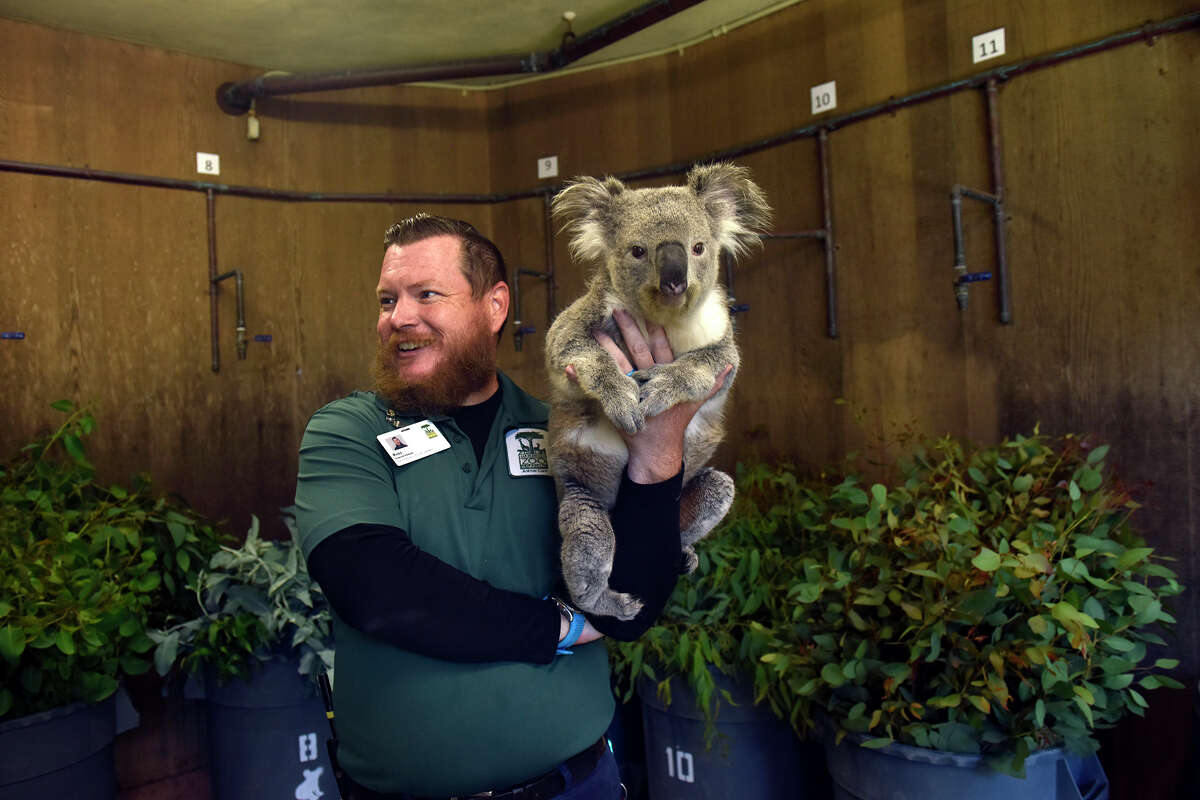Animal care specialist Ross Anthold carries Cobar, one of the zoo's two koalas, at the San Francisco Zoo on Sept. 6.