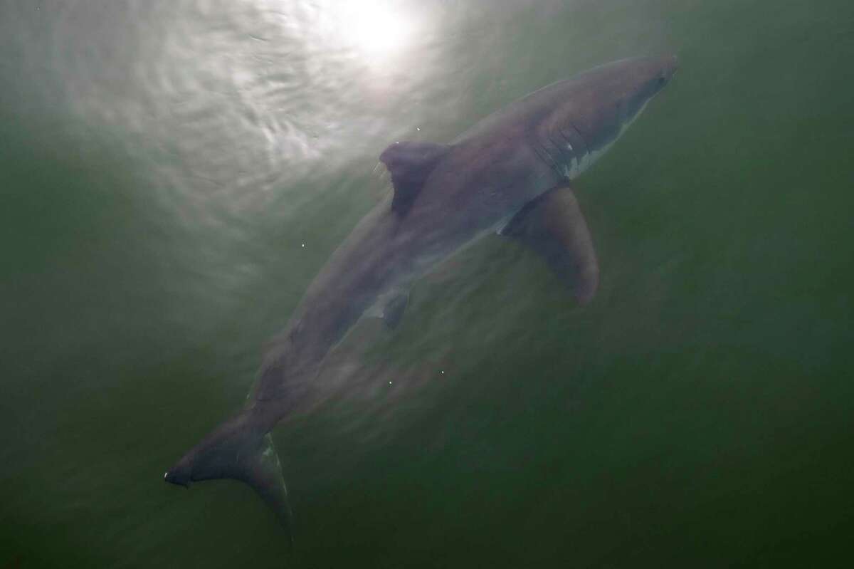 csulb-unveils-new-shark-mascot-to-less-than-universal-acclaim-long