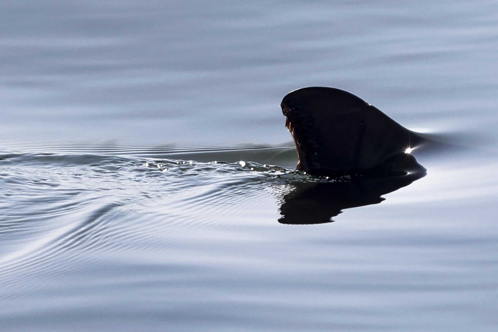 Great white sharks are now spending summers at a popular