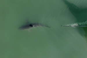 Great white sharks are now spending summers at a popular California beach. How dangerous is Shark Park?