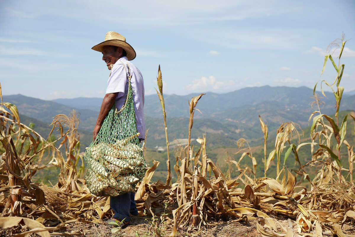 Mexican farmer Filemón Maya Jiménez is one of the suppliers of Masienda, an American company founded by Jorge Gaviria.